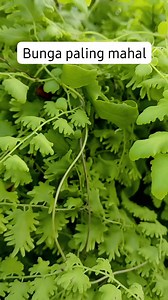 5.2K views · 18 reactions | Bunga termahal di dunia #bunga #bungaviral #tumbuhan | Titik Setiawati | Facebook