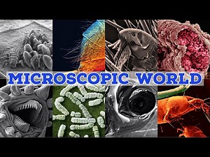 Microscopic world. #microscopy #biology #photography #microbiology #imagery #electronmicroscope