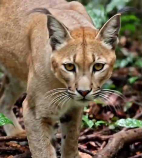 The Elusive African Golden Cat Revealed.” It keeps it catchy but still sparks curiosity!