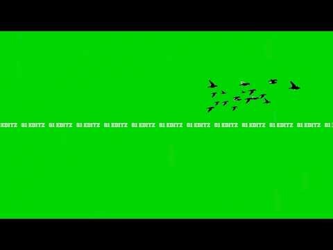 Birds Flying Green Screen Video HD | Free Birds Overlay for Editing | Chroma Key Birds Effect