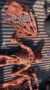 2.9K views · 89 reactions | DIY Skeleton Corpse  | Spellbound | Facebook