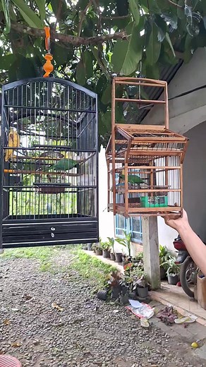 1.2K reactions · 30 comments | Cucak ijo big vs cucak mini #cucakijomania #cucakijo #cucakijogacor #mikatcucakijo #mikatburung #mochtarchannel @pengikut | Mochtar Channel | Facebook