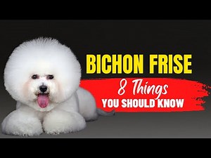 Bichon Frise 101: What Every Prospective Owner Needs to Know