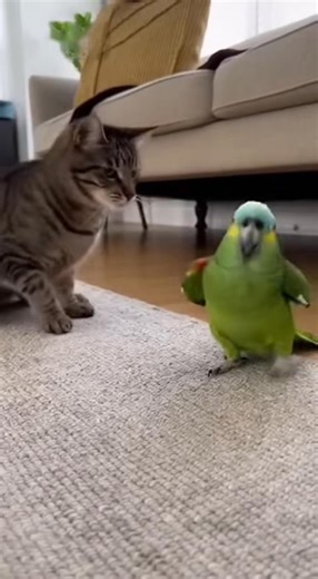 775K views · 23K reactions | “Mommy… it’s the witches… hitting me!  This cat really crossed the line today! Like & Follow for more funny pet moments!” #CatVsParrot #FunnyAnimals #ParrotComedy #CatAttitude #PetFight #AnimalReels #PetLovers #CuteAnimals #FunnyVideos #MustWatch | Animal Lover | Facebook