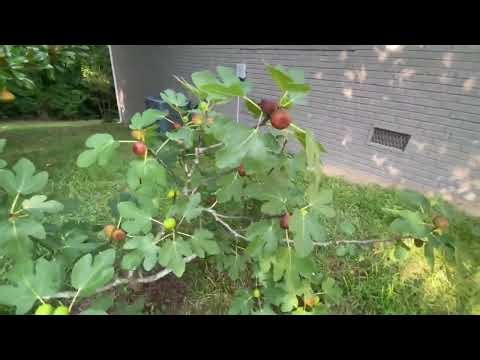Olympian Fig Tree with Incredible Fruit Production