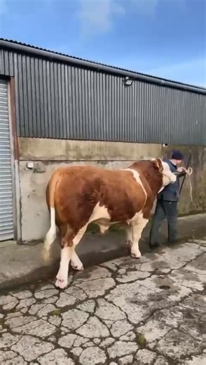 4.3K views · 24 reactions | Lot 7 Hiltonstown Rocky https://i4.abri.au/online/cgi-bin/i4.dll?1=3E373E37&2=2934&3=56&5=2B3C2B3C3A&6=275A5C262122262F2E&9=5F59585E&11=505F5E&12=4857565554535251505F5E5D5C5B33 The breeder says: "Mother Fairy ET is classified ex 90. Serious style & shape, semen tested, can be export eligible." | British Simmental Cattle Society | Facebook