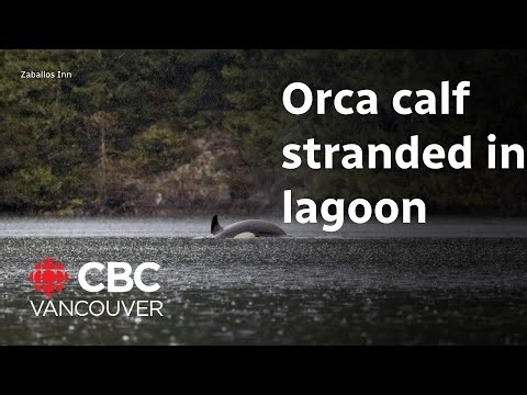 Rescue efforts continue to save stranded orca calf
