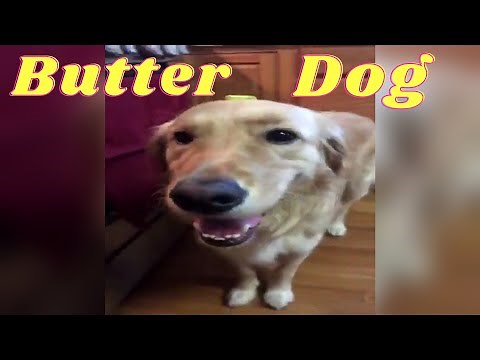 10 Hours of Butter Dog