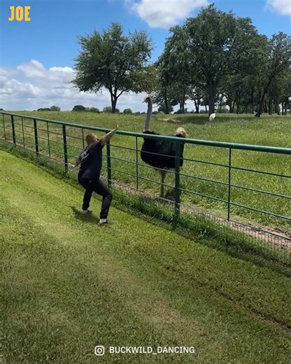 The ostrich was like: “Alright then, let’s do this” 😂 | Comedy JOE