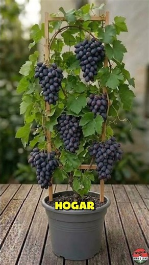 Hydroponics from scratch: how to grow food without soil and save on groceries