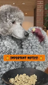 30K views · 1.3K reactions | No tricks, just treats  @onathestandardpoodle 懶 #thepoodlesworld #poodle #standardpoodle #poodlemom #halloweendog #explorepage #halloween #funnydog #poodlelife | Poodles World | Facebook