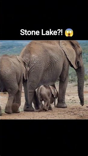 This Lake Turns Animals Into Stone 😱🌊 #shorts