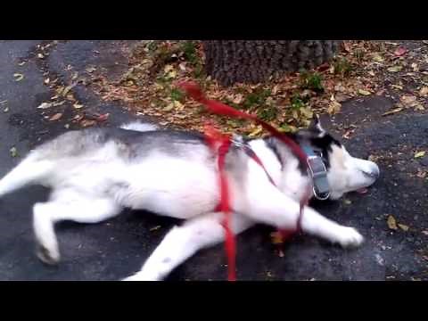 Siberian Husky Seizures