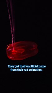 29K views · 1.6K reactions | Meet Red X, an animal so new to science that it doesn’t have an official name! We’ve collected these captivating comb jellies in Monterey Bay alongside our research partners at MBARI. Together, we’re learning more about them—and the deep sea—every day! You can see Red X today in our Into the Deep/En lo Profundo exhibit! | Monterey Bay Aquarium | Facebook