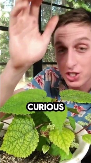 Gympie Plant Under the Microscope… This Is SHOCKING!