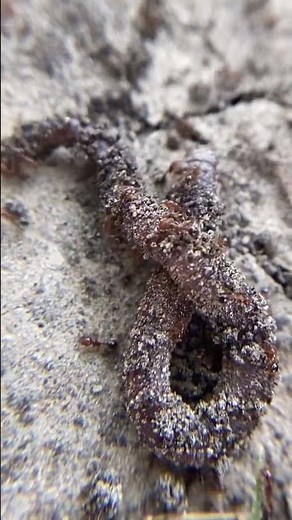 Fire Ants vs LIVE Earthworm *INTENSE*