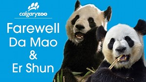 Canada’s beloved giant pandas, Er Shun and Da Mao, have arrived safely home in China at the Chongqing Zoo – Er Shun’s birth place. We would like to thank our staff and transportation partners for their significant planning and hard work to get the giant pandas back home safely. We are very proud of the research and financial resources we were able to contribute over the past 2-years to wild giant panda conservation, while inspiring and educating visitors with this iconic species. Er Shun and Da 