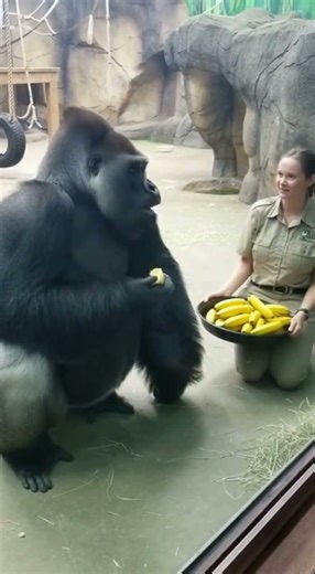 Gorilla Gets JEALOUS of Zookeeper! 🦍🍌 #Shorts