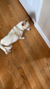 7K views · 425 reactions | Brittany arrived to RI today also. She was so happy to get here she did a dance. She was surrendered to our rescue partner after her owner kept her chained up outside. She is 2 years old and weighs 8 pounds. She is an active, happy girl. Please share for adoption. smalldogrescuene.org | Small Dog Rescue of New England | Facebook