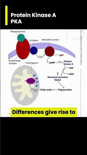 Protein Kinase A (PKA) 101