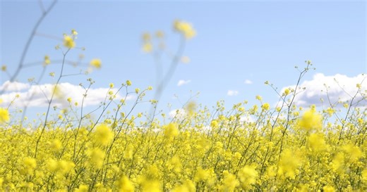 【春の歌40曲】昭和・平成・最新ヒット曲まで！春に聴きたい名曲集