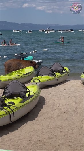 258K views · 788 reactions | Bear casually strolling along public beach | Bright Side | Facebook