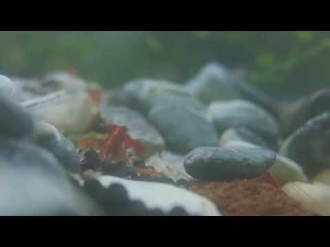 Relaxing Shrimp Live - Cherry Shrimp Chillout (16 Oct 2025) #shrimptank #shrimp #aquarium #live
