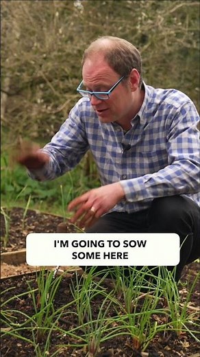 Sow Beets in Clusters for Bumper Harvests