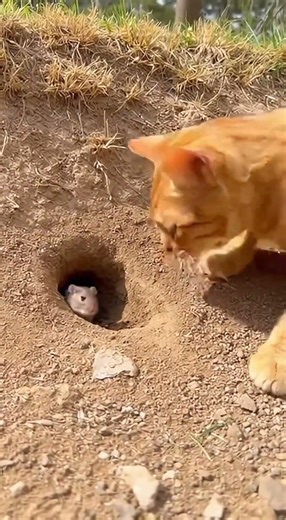 Cat, mouse, weasel, goose(73)