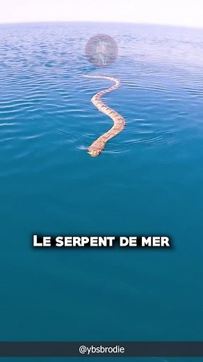 Voici le serpent de mer 🐍 Le serpent de mer est un monstre aquatique mythique proche du dragon européen, qui possède généralement des dimensions gigantesques, tels Jörmungand et l'Ouroboros dans les mythes et légendes. #serpentdemer #serpent #serpents #serpents🐍 #snake #snakes #seasnake #seasnakes