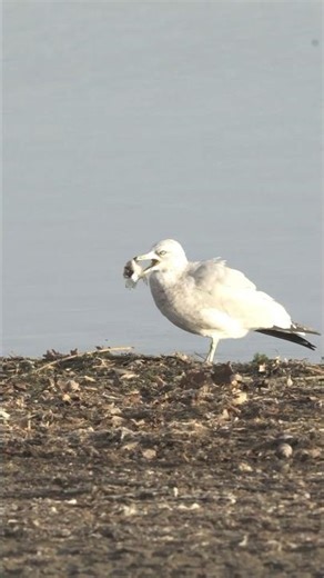Ring-Billed Gull! #shorts #wildlife #minnesota