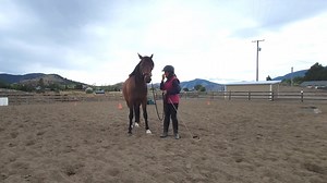 First Steps to Starting Your Horse