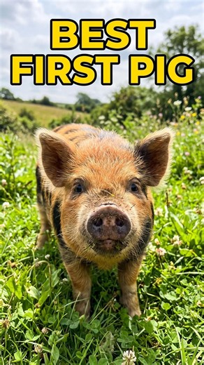 Why KuneKunes Are the Best First Pig