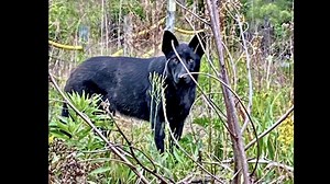 Willow's Heroic Life Story -￼ German Shepherd Training Willow, formally known as Sylvie, ran with her four brothers through the woods of Fletcher Day Camp in Alabama after being dumped by their owner for almost a year. With three deceased brothers, and one already successfully through our program, Willow's success was a must. | Misfit Shepherds
