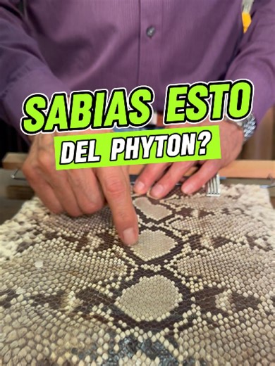 Diferencias entre Python molurus y Python reticulatus