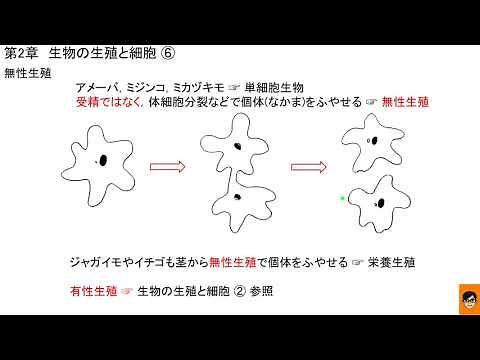 2分で分かる! 無性生殖 中学3年 理科 科学 教科書 要点 生物の生殖と細胞⑥ 2020年 令和2年 青森県