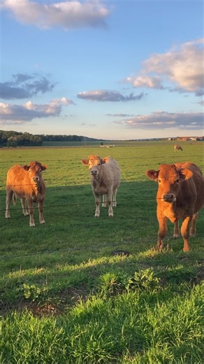 Thinking about applying for planning permission? Before you spend a penny, there are 3 things you NEED to know - and missing them could cost you time, money, and a lot of stress. From understanding what actually needs full permission to knowing how your local authority works, a bit of prep goes a long way. Foxes Rural helps farmers get it right the first time! If you’re interested, sign up through the link in our bio. | Foxes Rural - Planning Permission Experts for Farmers