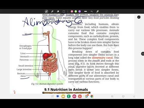 Class 7th Science chapter - 9. Life processes in animals explanation part - 1.