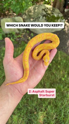 Which Ball Python Would You Take Home!?!?