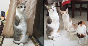 'Kangaroo Cat' Loses Front Paws & Tail After Being Electrocuted, Found 7 Days Later