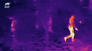 The team uses a thermal sight in Central Florida to capture footage of a sasquatch sighting. Stream #FindingBigfoot on discovery | Finding Bigfoot