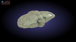 Brachiopod internal mould - 3D model by Earth Sciences, University of Newcastle (@Landy42)