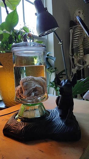 My first wet specimen- cow fetus- vintage specimen jar on base of uranium glass, illuminated with black light, nestled in an antique, wooden base with carved calf. Available ONLY @Rainy Day Revival #gothdecor #uranium #vintage #wetspecimen #fetus #cow #oddities #glow #blacklight #carvedwood #specimen #calf #black #green #uraniumglass