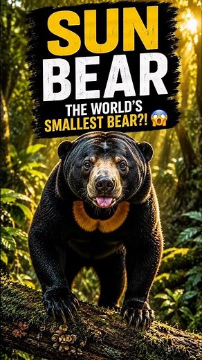 The World's Smallest Bear Has The Longest Tongue?!