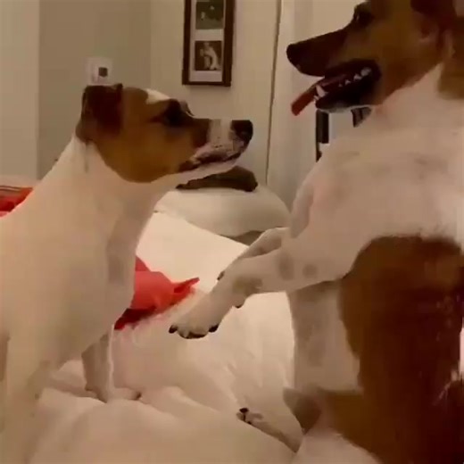 "Little legs, endless adventures" | Jack Russell Terriers