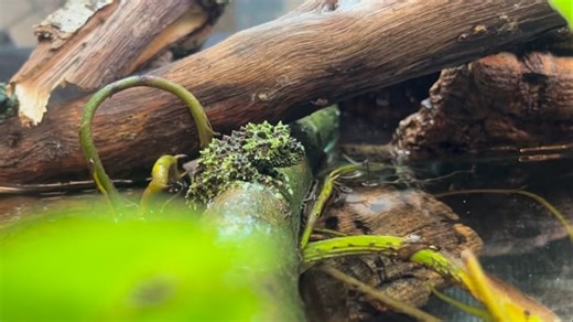 24 reactions | Our Mossy Frog’s  are growing in our Amphibian section of the aquatic room. Their skin and colouration are a great adaptation to help them blend into their natural environment in mossy caves  When we’re back open to the public dont forget to keep an eye on our social media, before we open we will announce our talks for the day. Keep your eyes peeled for when we open the Aquatics Room  謁  | Askham Bryan Wildlife & Conservation Park | Facebook