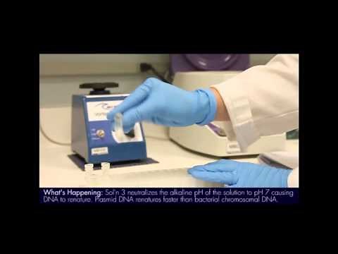 Plasmid Mini Prep Protocol