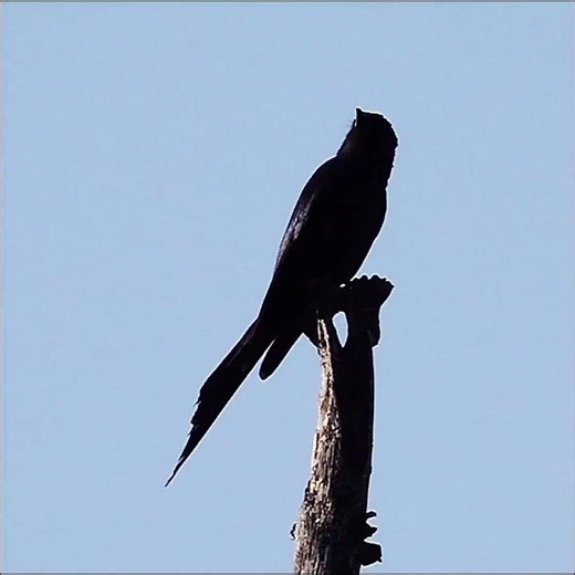 The black drongo is a small Asian passerine bird of the drongo family. #blackdrongo#birdwatching