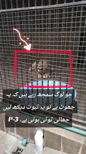 Dangerous Zoo Video Evidence