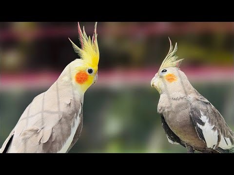 Cockatiel Singing Live 🎶 Cute and Relaxing Bird Sounds